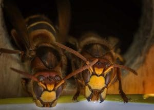 Nid de guêpes : Les risques et dangers