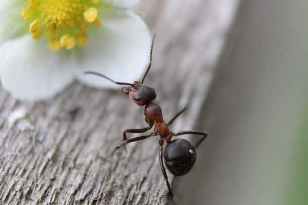 Guides & conseils : Découvrez tout ce qu'il faut savoir sur les fourmis