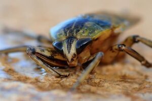 Guide et conseils pour lutter contre les cafards & blattes