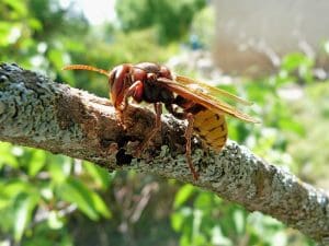 Comment choisir un exterminateur professionnel contre les frelons asiatiques ?