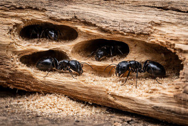 nid de fourmis charpentières dans le bois avec galeries lisses et sciure fine frass nid de fourmis charpentières dans le bois avec galeries lisses et sciure fine frass