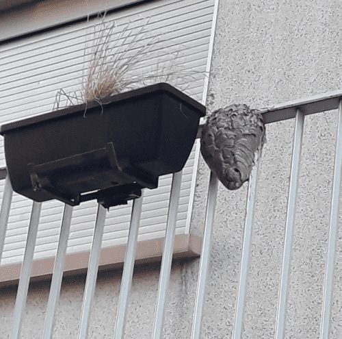 nid de frelons asiatiques dans un balcon
