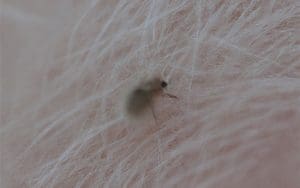 Se débarrasser des puces pour toujours : Toutes les solutions