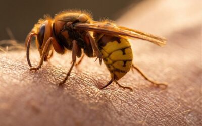 Piqûre de frelon asiatique : est-ce dangereux ? Symptômes, venin et que faire