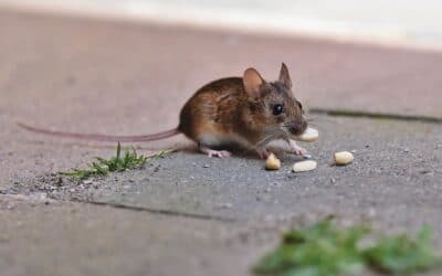 Poison : pourquoi les souris ne le mangent pas ?