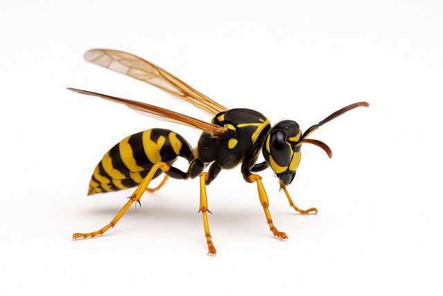 une guepe maçonne une guêpe maçonne