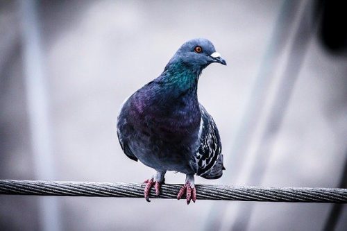 Dépigeonnage PACA : Experts en lutte contre les pigeons
