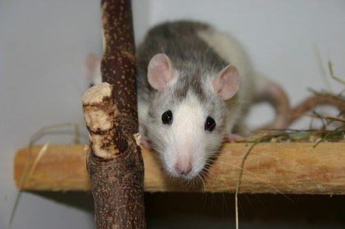 dératiseur professionnel pour un traitement contre les rats dans le Puy-de-Dôme