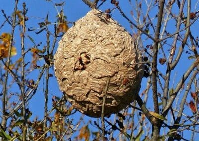 désinsectisation en Occitanie