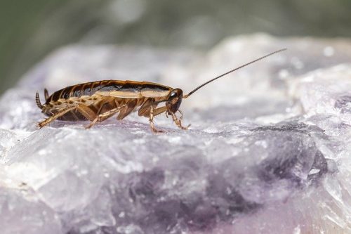 Désinsectisation Alpes-de-Haute-Provence : éradiquer les blattes