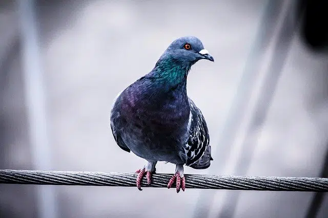 Dépigeonnage à Évry