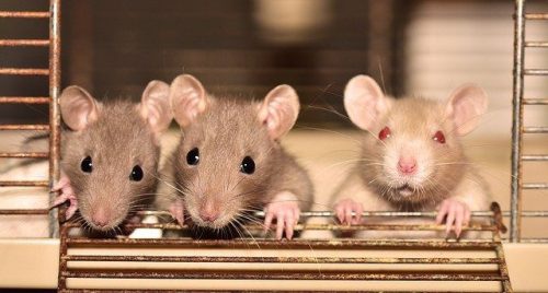 Dératisation dans l'Essonne : traitement contre les rats dans l'Essonne
