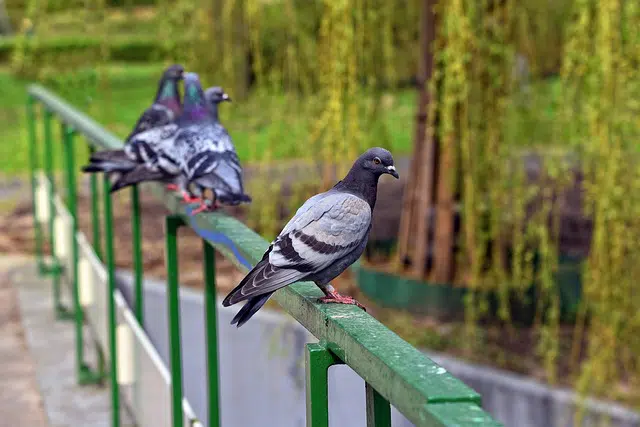 Dépigeonnage Seine-Saint-Denis