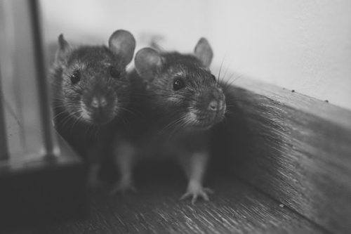 Dératisation à Meaux : traitement contre les rats