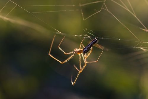 Entreprise de désinsectisation Hauts-de-Seine : traitement contre les araignées