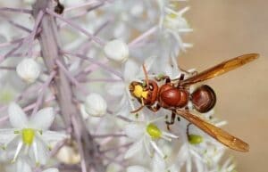 Frelon oriental à Marseille : menace pour l’homme et les abeilles