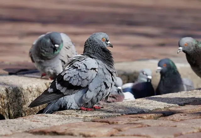 Dépigeonnage à Bayonne