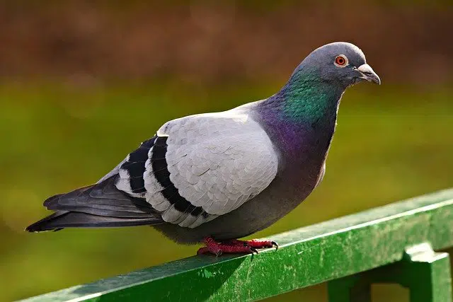 Dépigeonnage à Valence