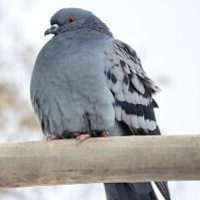 Traitement dépigeonnage Pigeons en Hauts de France