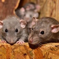Traitement de dératisation contre les rats en Nouvelle-Aquitaine