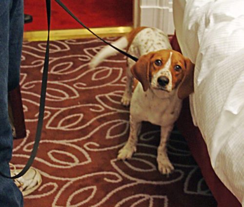 Détection canine par un chien renifleur pour localiser et traiter les punaises de lit
