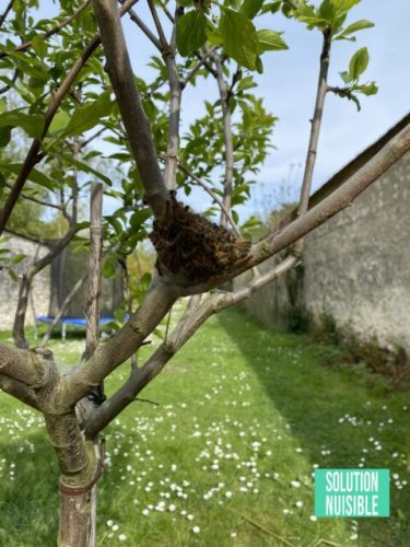 Chenilles processionnaires : Des nids de chenilles dans les arbres fruitiers