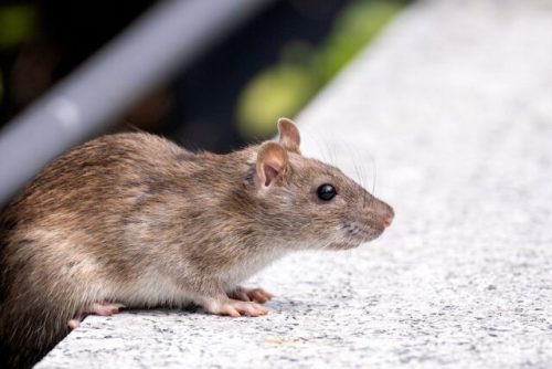 Invasion de rat à Vannes