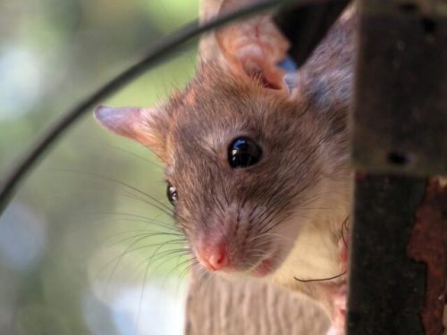 Des rats dans la maison, Quels sont les risques ?