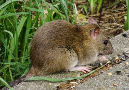Lutter contre les rongeurs : intervention professionnelle contre les rats et souris