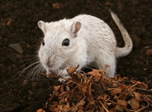 Risques liés à l'invasion de rats