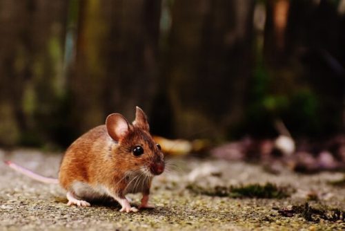 Dératisation Angers : Des techniciens agrées pour identifier et lutter contre les souris