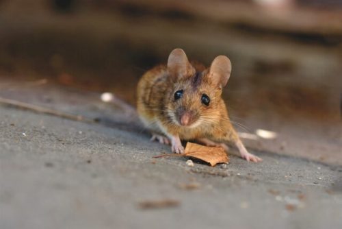 Rongeurs:  comment lutter contre les rats et souris