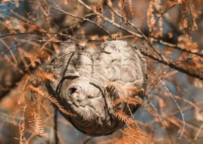 Destruction de nids de guêpes et de frelons asiatiques par un exterminateur agréé en Seine-et-Marne et ses alentours