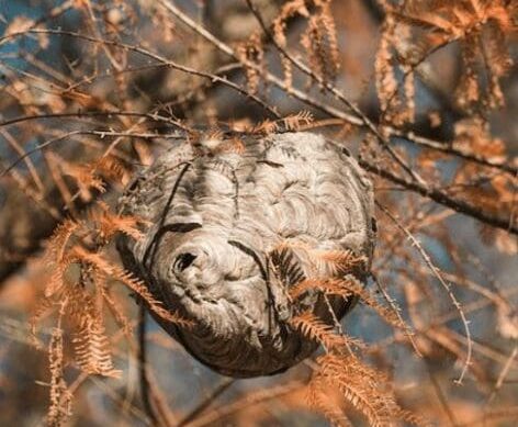 Destruction de nids de guêpes et de frelons asiatiques par un exterminateur agréé en Seine-et-Marne et ses alentours