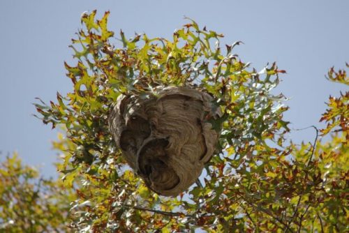 Distinguer les nids de guêpes, frelons asiatiques et abeilles