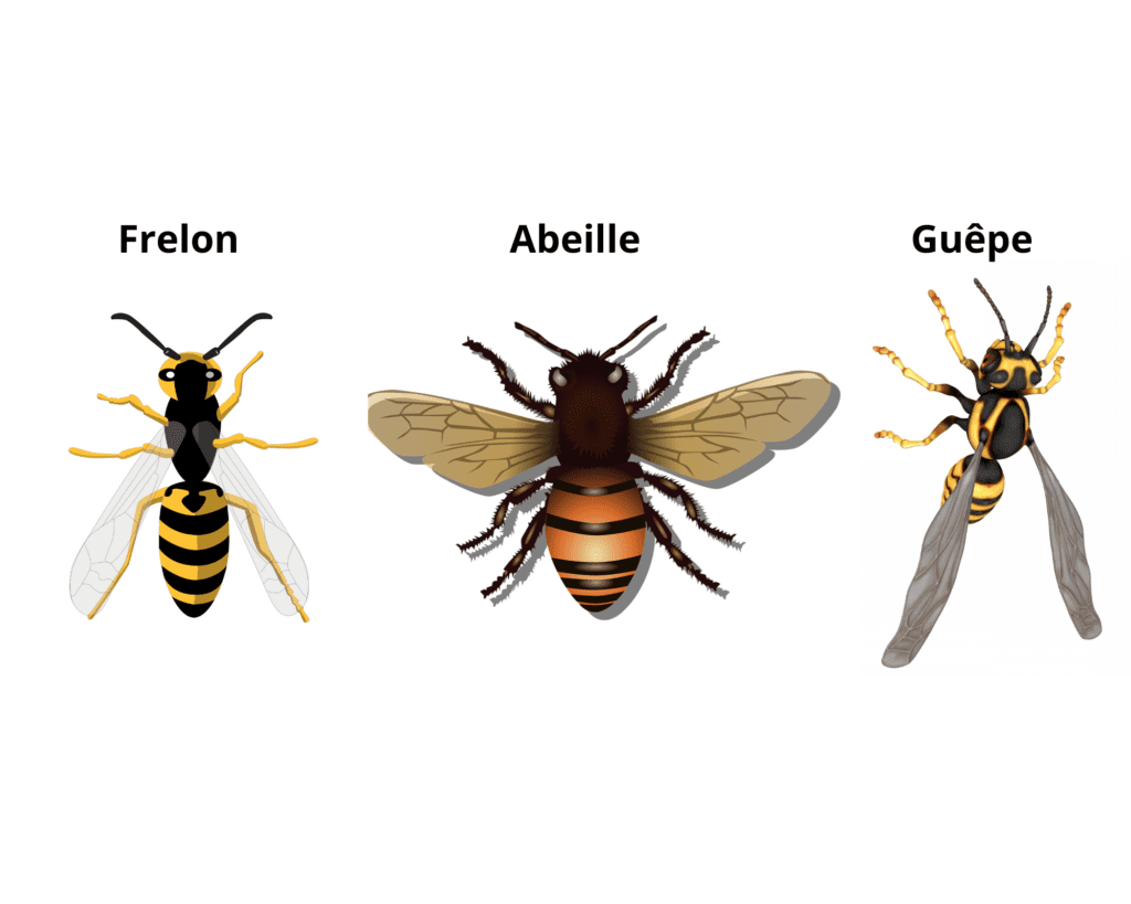 Frelons : espèces, caractéristiques et habitat | Guide et conseils