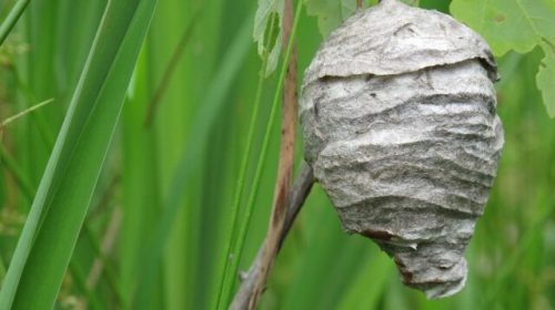 Intervention de destruction de nids de guêpes et de frelons asiatiques dans le Puy de Dôme