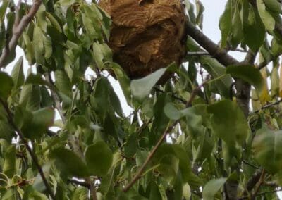 Reconnaitre un nid de guêpes ou de frelons asiatiques