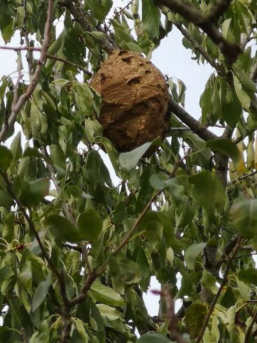 Reconnaitre un nid de guêpes ou de frelons asiatiques