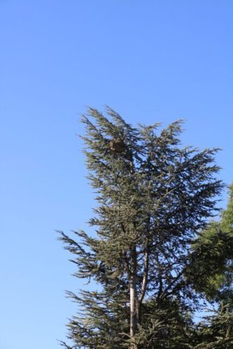 nid de guêpe dans un arbre