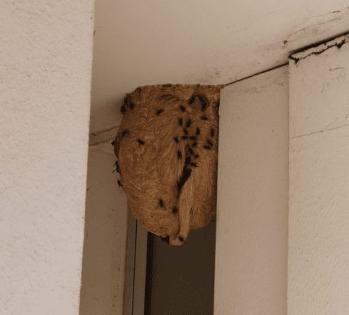 photo de nid de guêpes
