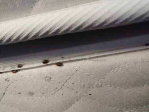 Punaises de lit sur le matelas : Quelle est la solution ?