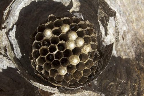 Reconnaitre un nid de guêpes