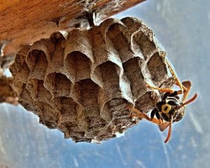 Nids de guêpes : Types de nids, construction, forme, localisation, bien réagir