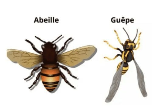 les différencier entre les abeilles et les guêpes : apparence physique