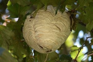 Nids de Frelon : Construction, forme, taille, dangers, et comment réagir au mieux !
