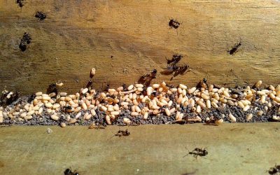 Se débarrasser des fourmis : Les solutions anti-fourmis