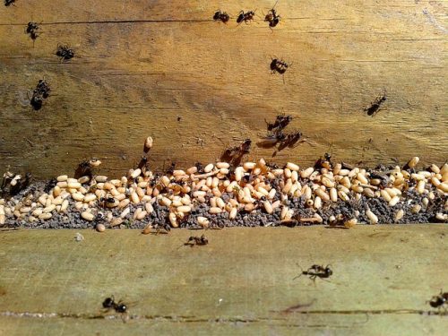 10 astuces naturelles pour se débarrasser des fourmis