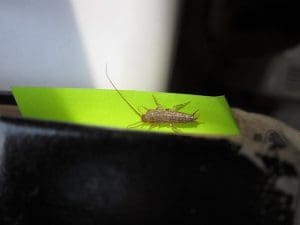 10 méthodes et solutions pour se débarrasser des poissons d&rsquo;argent