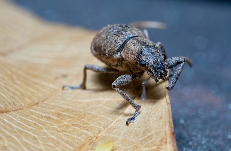Comment détecter une infestation de Charançons ? les signes